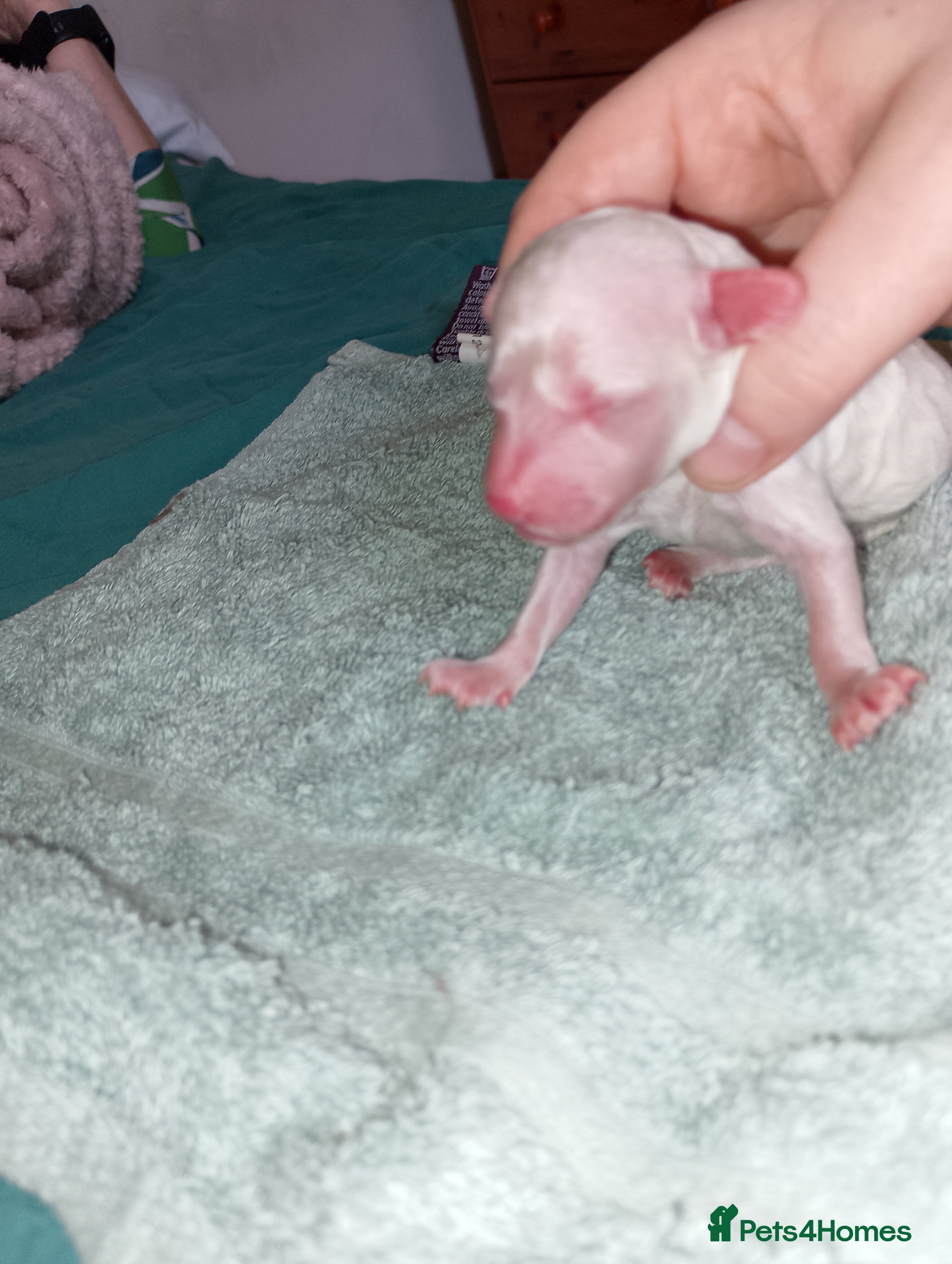 Mixed Breed dogs  3  Poodle pups miniature crossed with toy. - Advert 2
