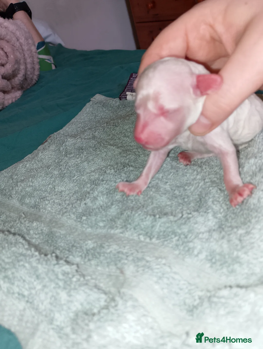 Mixed Breed dogs for sale:  3  Poodle pups miniature crossed with toy. - Advert 2
