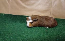 Guinea Pig rodents for sale: Adorable Female Baby Guinea Pigs - Image 3
