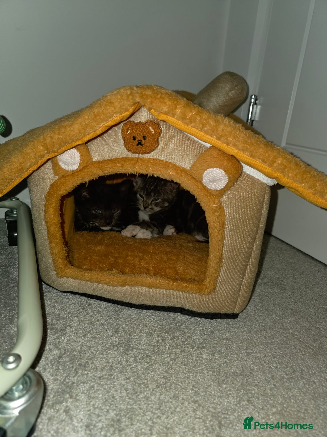 Domestic Shorthair cats for sale: 2 Kittens need a new home  - Image 6