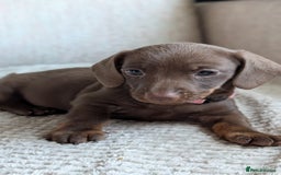 Dachshund dogs for sale: Two girls for sale - Image 2