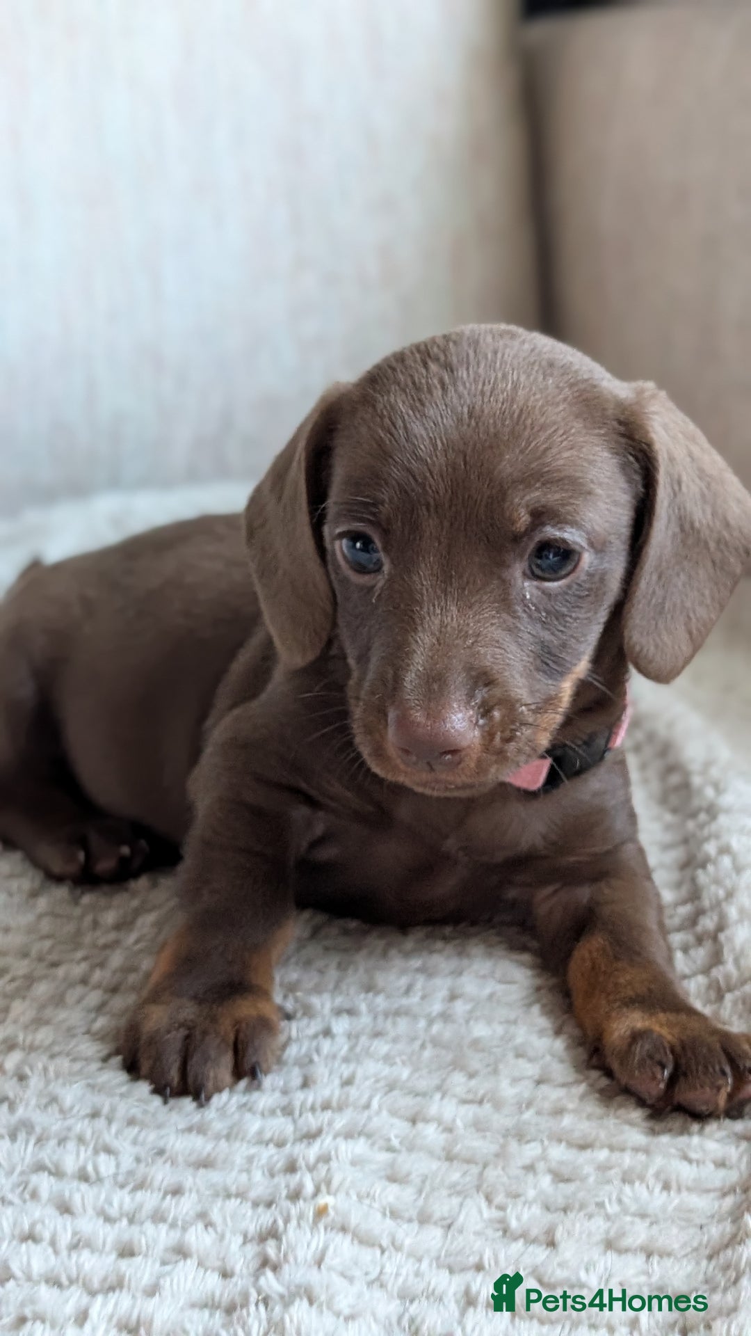 Dachshund dogs for sale: Two girls for sale - Image 2