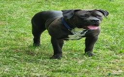 Mixed Breed dogs for sale: Free to good home  mixed breed  - Image 1