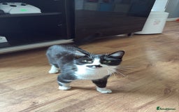 Domestic Shorthair cats for sale: Very affectionate cat - Image 3
