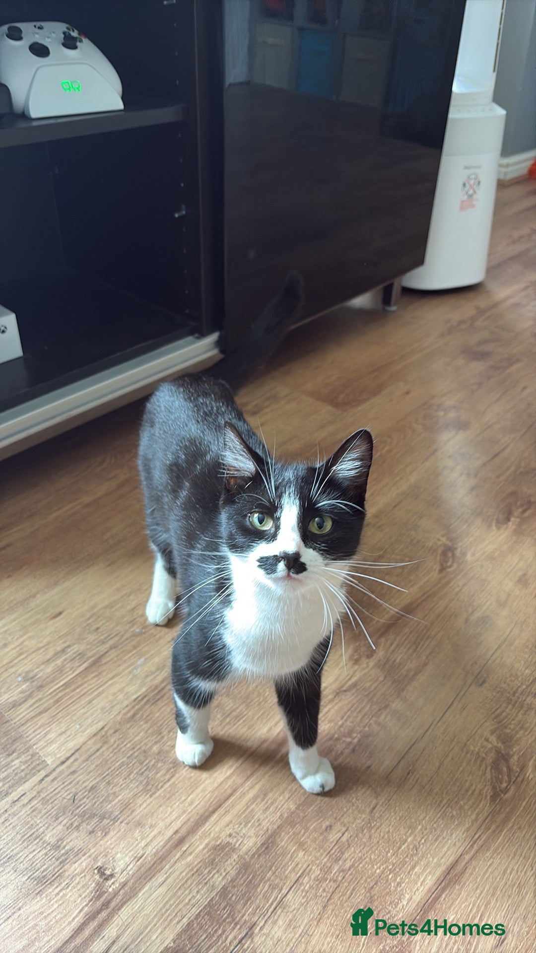 Domestic Shorthair cats for sale: Very affectionate cat - Image 3