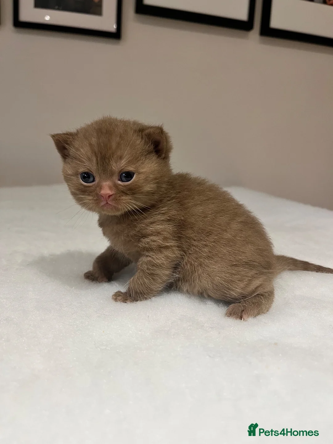 British Shorthair cats for sale: Gccf Cinnamon kittens champion bloodlines   - Advert 1