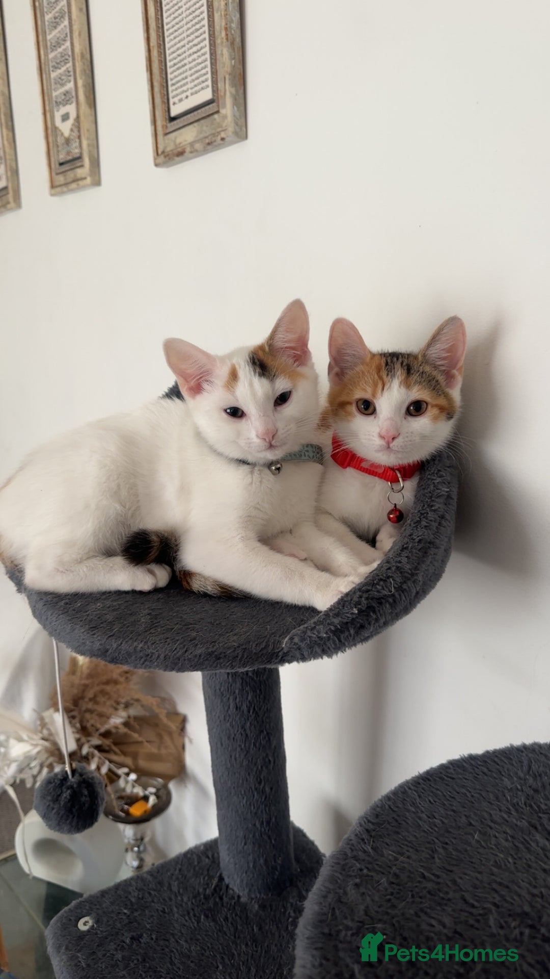 Domestic Shorthair cats for sale: Beautiful kittens ready to go - Image 8