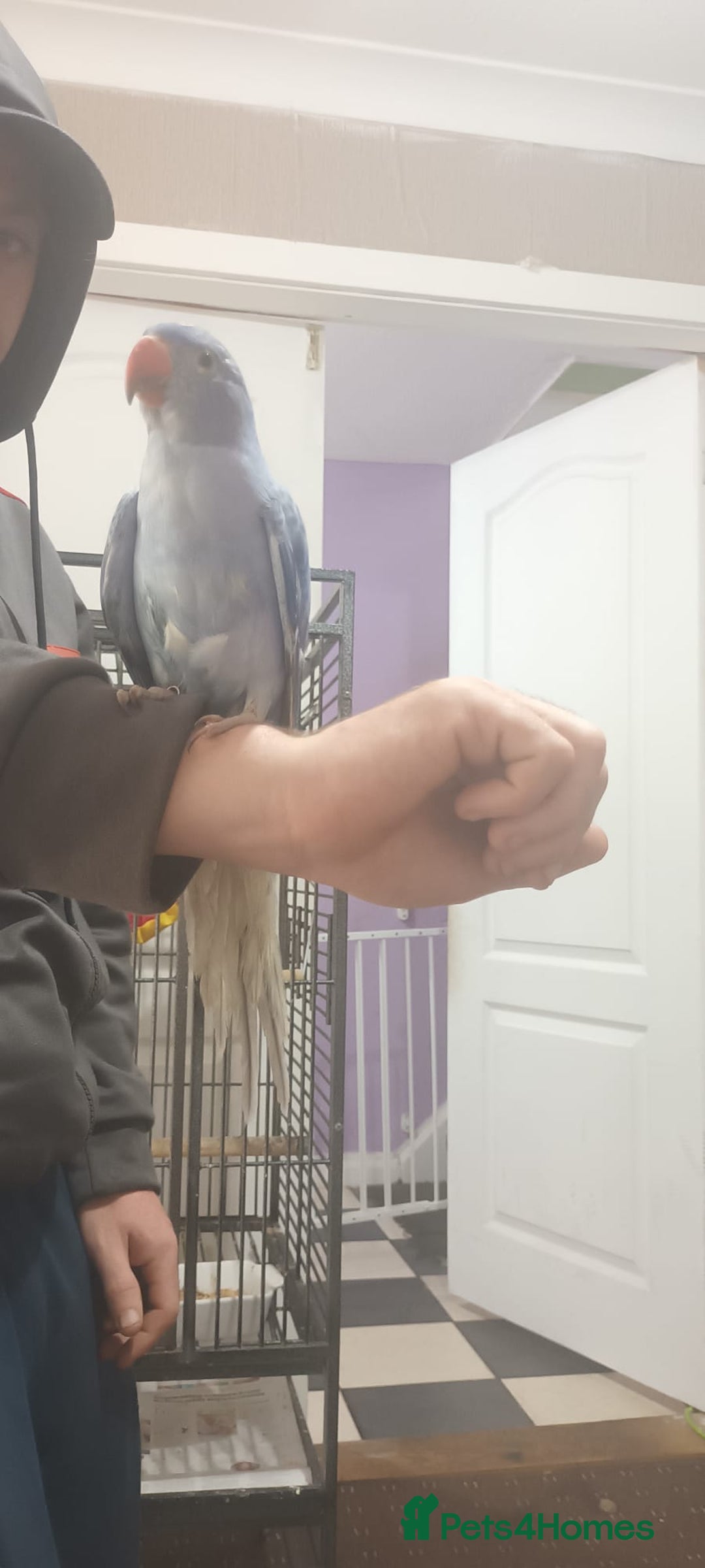Ringnecks birds for sale: Voilot coloured ringneck for sale  - Image 5