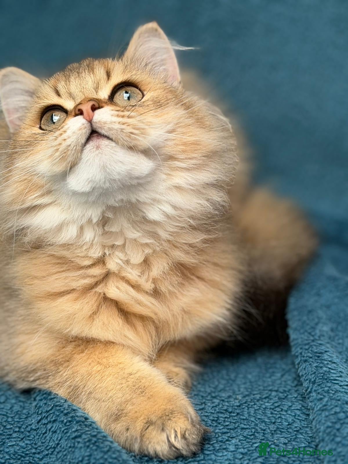 British Longhair cats for sale: ✨TICA REGISTERED GOLDEN LONGHAIR KITTENS✨ - Advert 13