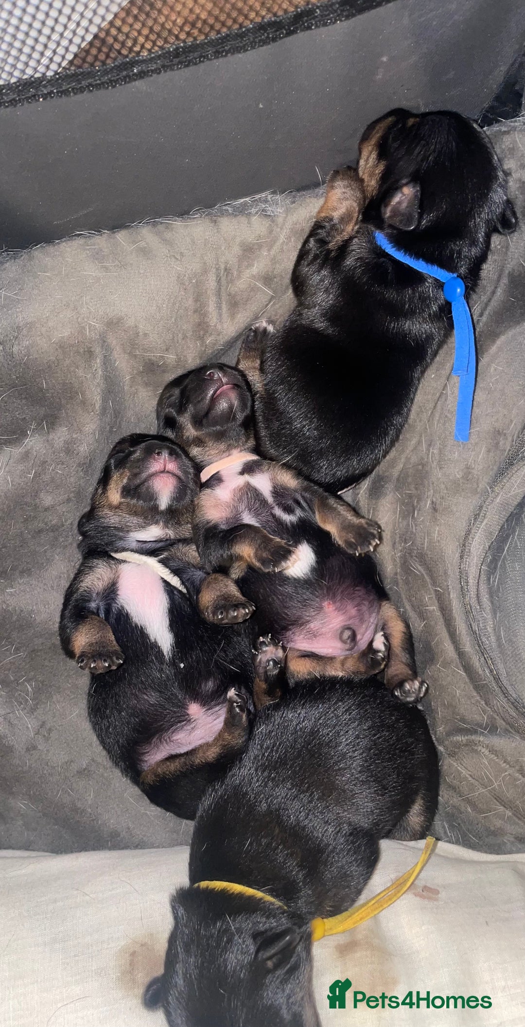 Jack Russell dogs for sale: Jack Russell Puppies - Advert 10