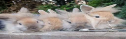Lionhead rabbits for sale: 4 Fluffy Lionheads  - Advert 3