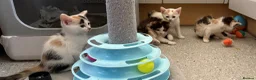 Sphynx cats for sale: Spyhnx mixed breed  in Epsom - Advert 9