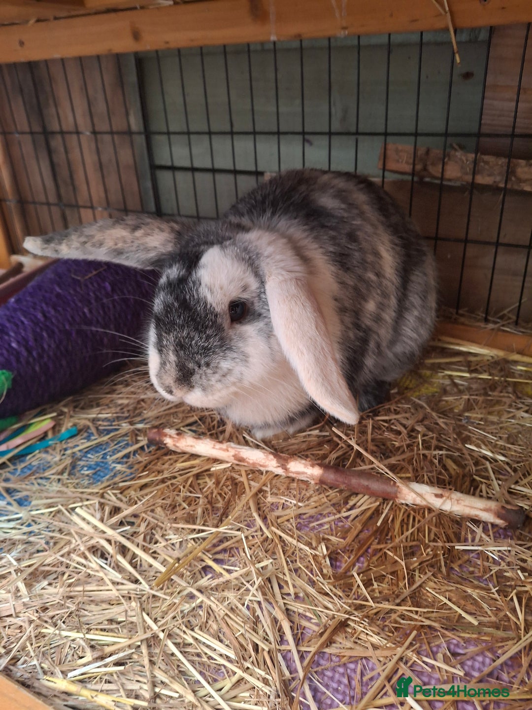 Mixed Breed rabbits for sale: Male and female mixed breed rabbits - Image 2