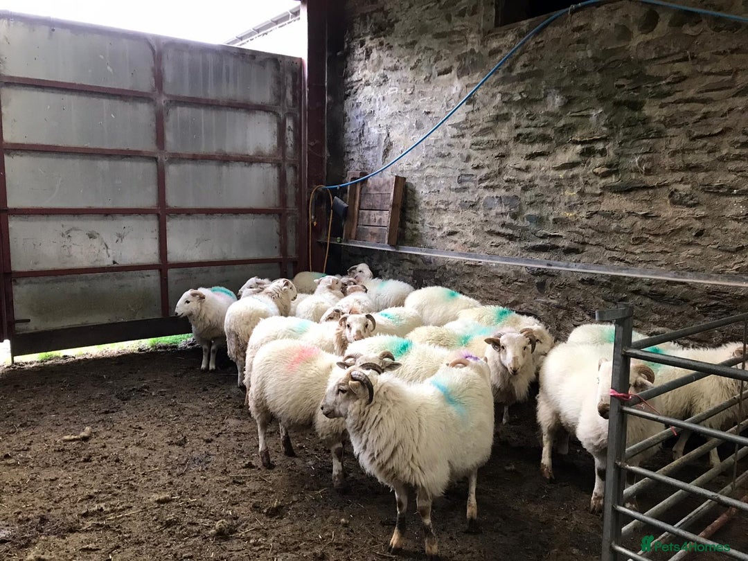 Sheep livestock for sale: 20 welsh ram lambs  - Image 1