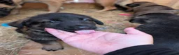 Mixed Breed dogs for sale: 5kg at 5 weeks BIG CAUCASIAN MALINOIS  - Advert 11