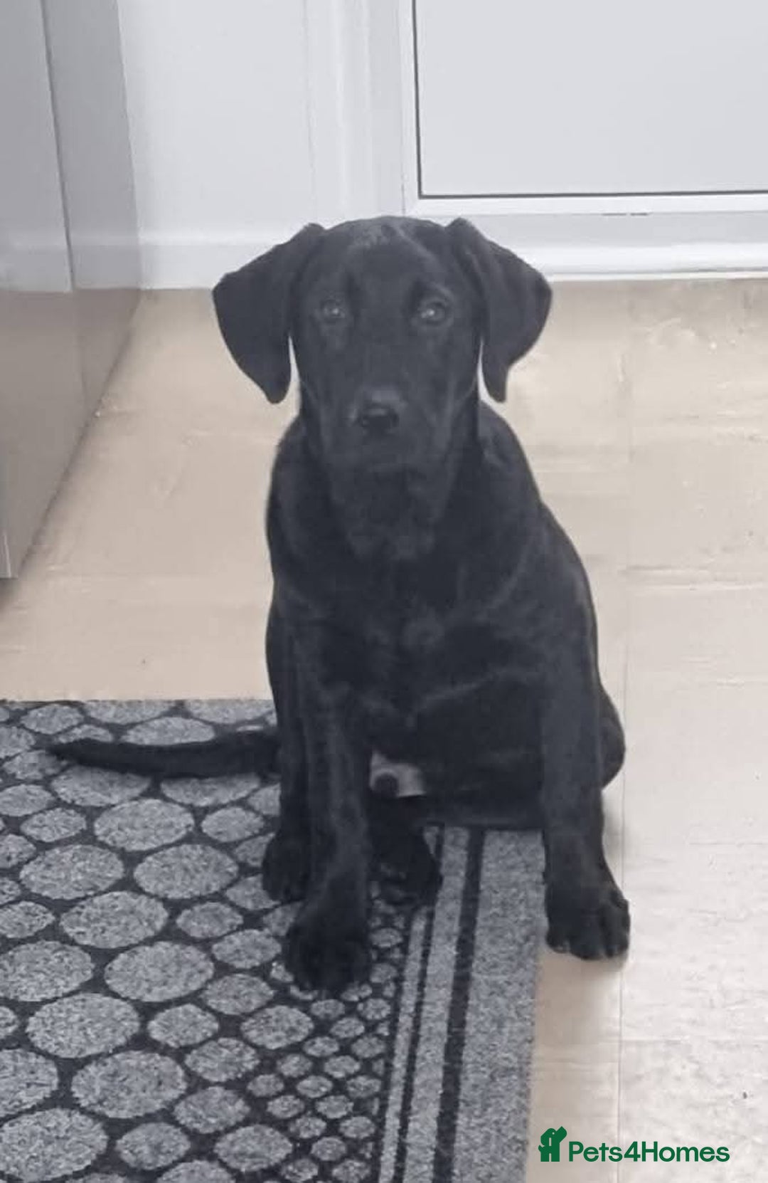 Labrador Retriever dogs for sale: Blue Labrador  - Advert 1