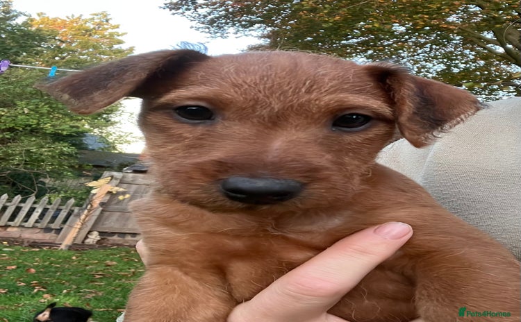 Lakeland Terrier dogs - Advert 2