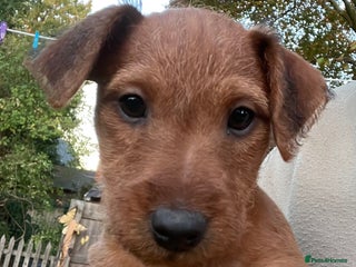 Lakeland Terrier dogs - Advert 1