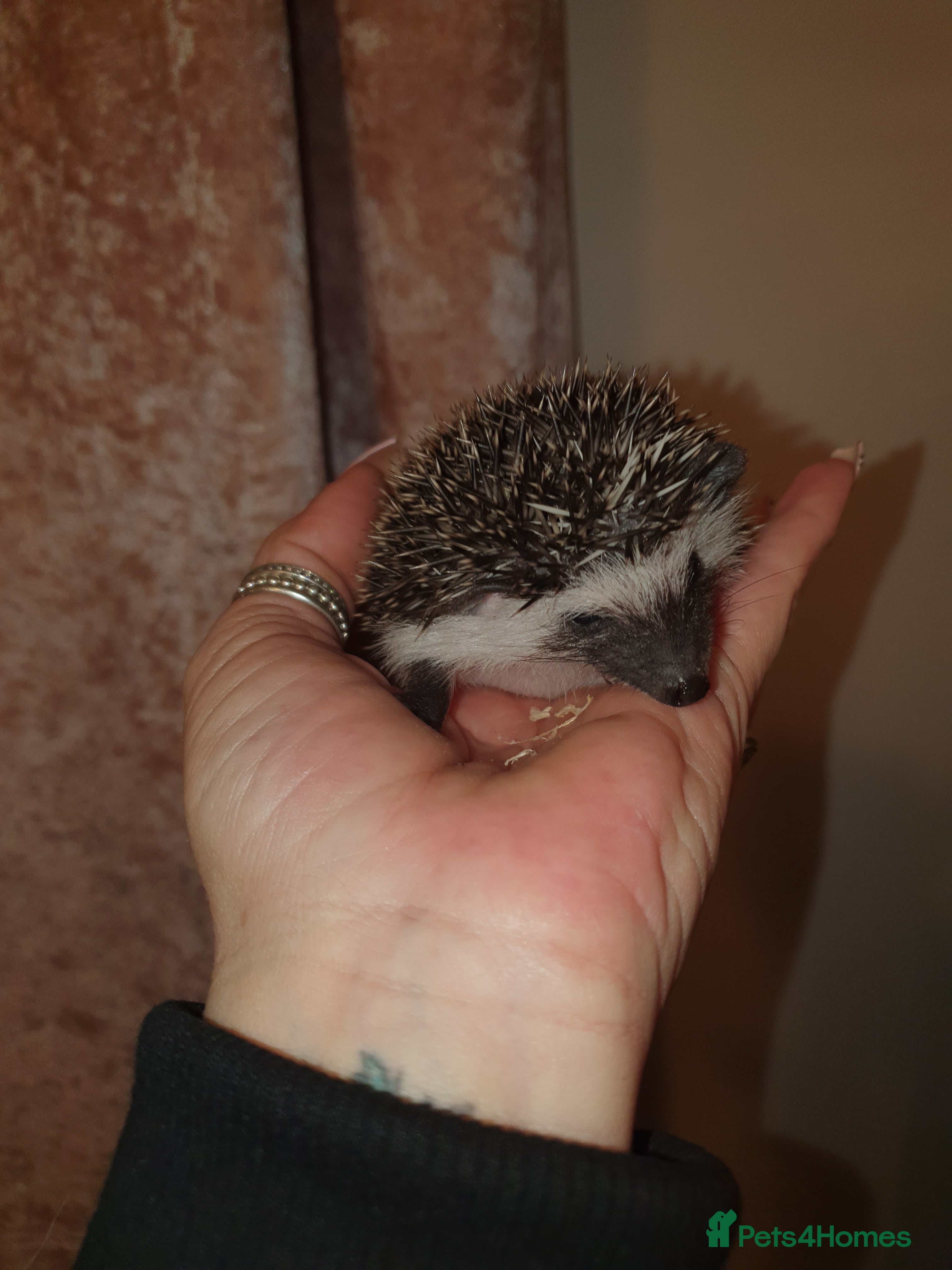 Pygmy Hedgehog rodents Unusual markings beautiful hoglets, 1 left - Advert 6