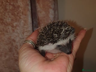 Pygmy Hedgehog rodents Unusual markings beautiful hoglets - Advert 9