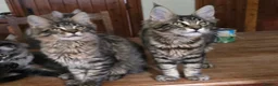 Maine Coon cats for sale: Big Strong Maine Coon Kittens - Advert 33