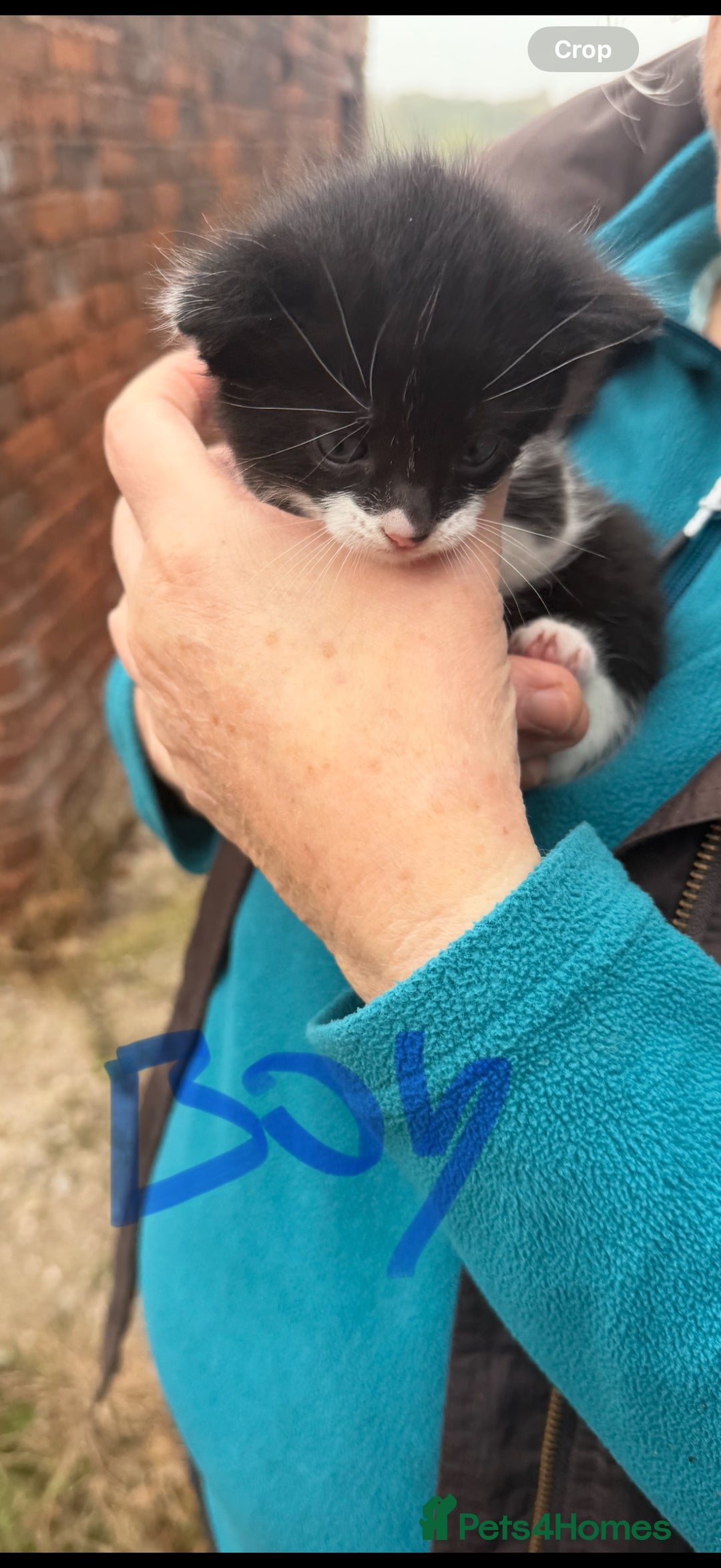 Mixed Breed cats for sale: Tabby Kittens for sale - Image 4