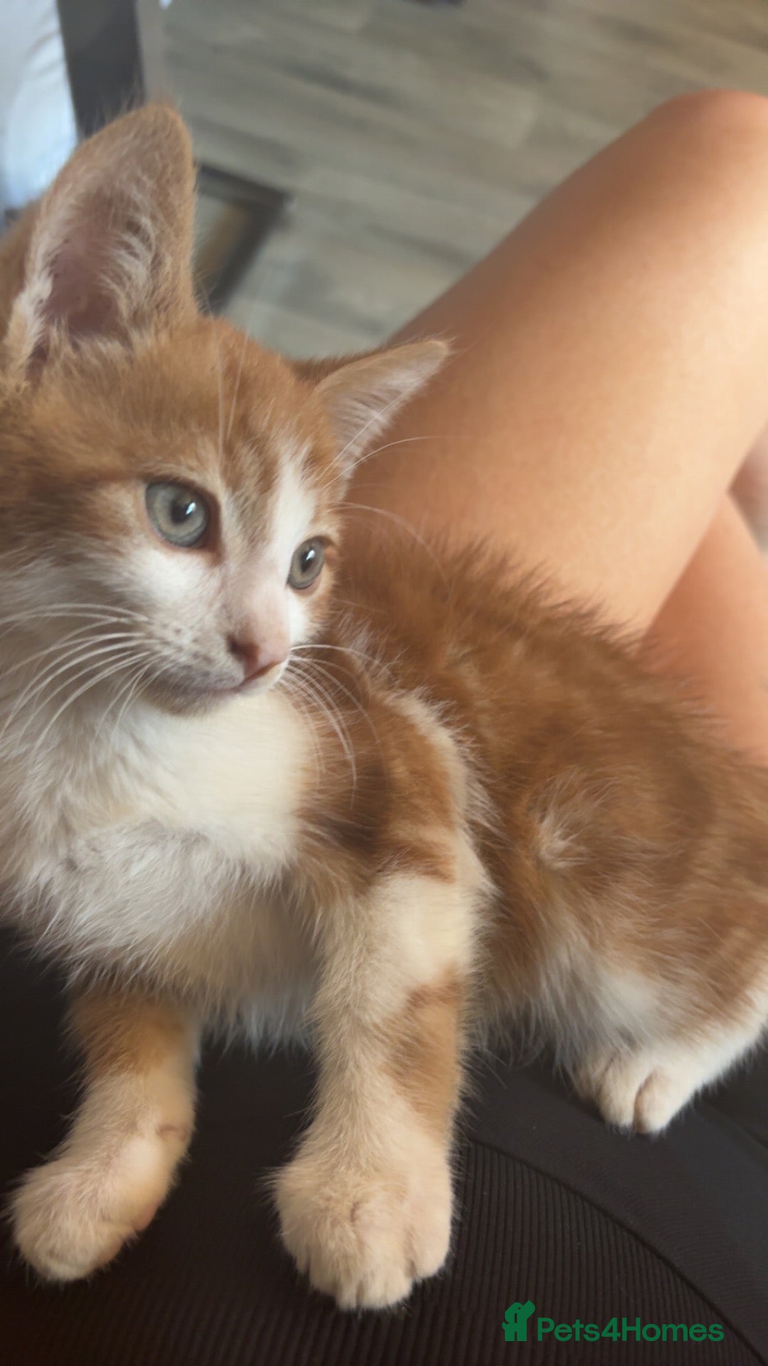 Mixed Breed cats Gorgeous ginger kitten  - Advert 1