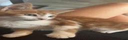 Mixed Breed cats for sale: Gorgeous ginger kitten  - Advert 1