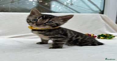 Bengal cats - Advert 3
