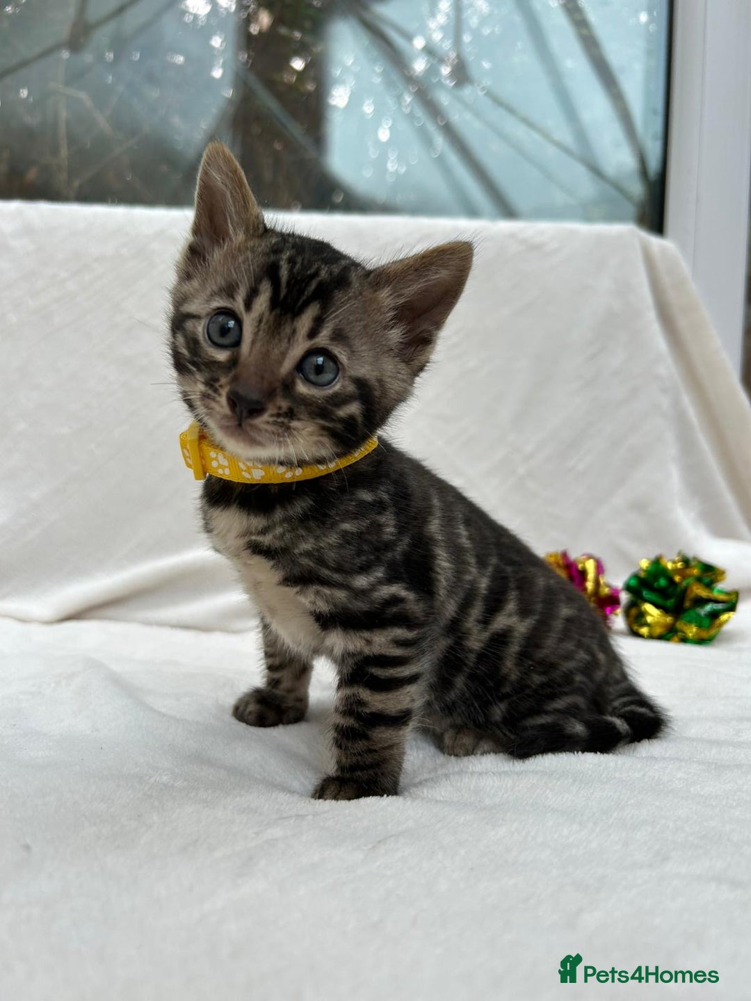 Bengal cats for sale: ❤️ GORGEOUS PURE BENGAL KITTENS ❤️ - Image 3