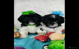 Shih Tzu dogs for sale: Shih Tzu puppies - Image 1