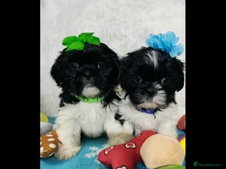 Shih Tzu dogs for sale - Advert 1