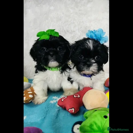 Shih Tzu dogs - Advert 1