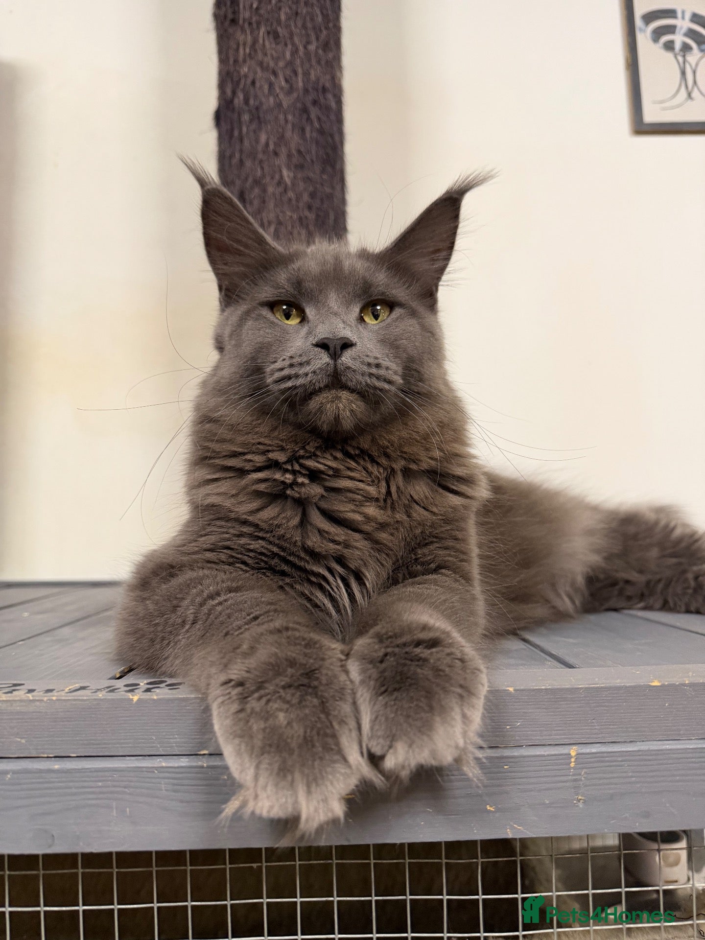 Maine Coon cats 🔥*TWO BEAUTIFUL SOLID BLUE MAINE COON FEMALES*🔥  - Advert 2
