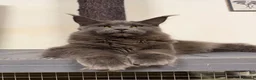 Maine Coon cats for sale: 🔥*TWO BEAUTIFUL SOLID BLUE MAINE COON FEMALES*🔥  - Advert 1