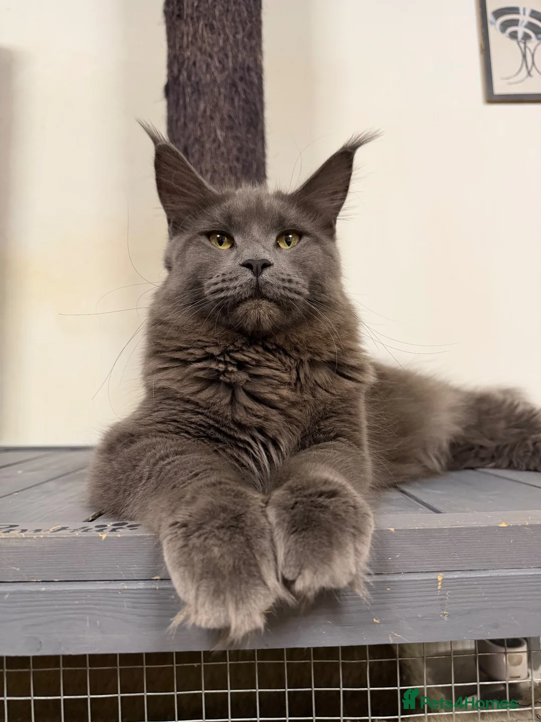 Maine Coon cats for sale: 🔥*TWO BEAUTIFUL SOLID BLUE MAINE COON FEMALES*🔥  - Advert 1