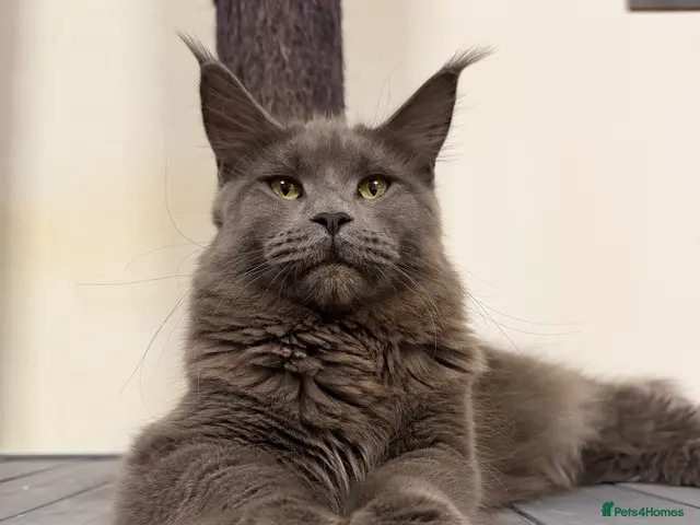 Maine Coon cats 🔥*TWO BEAUTIFUL SOLID BLUE MAINE COON FEMALES*🔥 - Advert 2