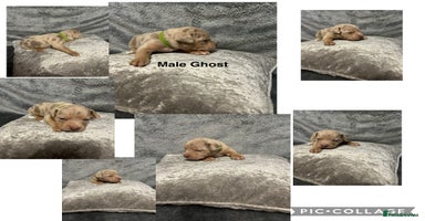 Mixed Breed dogs Beautiful pups  - Advert 6