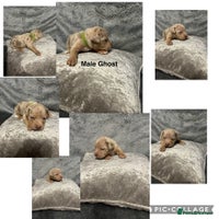 Mixed Breed dogs Beautiful pups - Advert 6