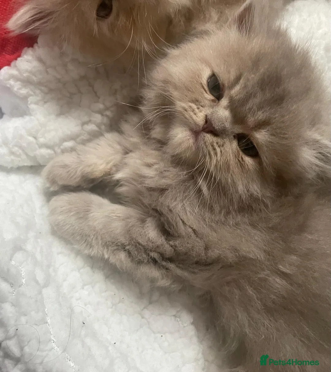 Persian cats for sale: Two Beautiful Blue Persian Kittens💙 - Advert 2