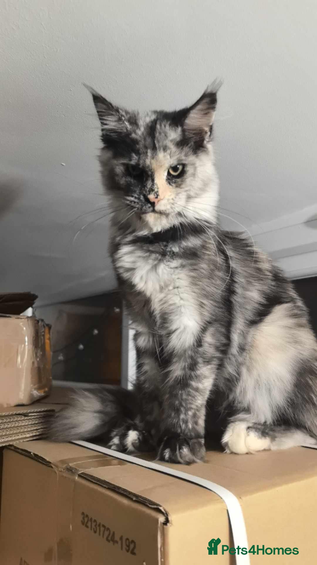 Maine Coon cats for sale: kittens Main Coon - Advert 13