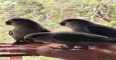 Lovebirds birds - Advert 10