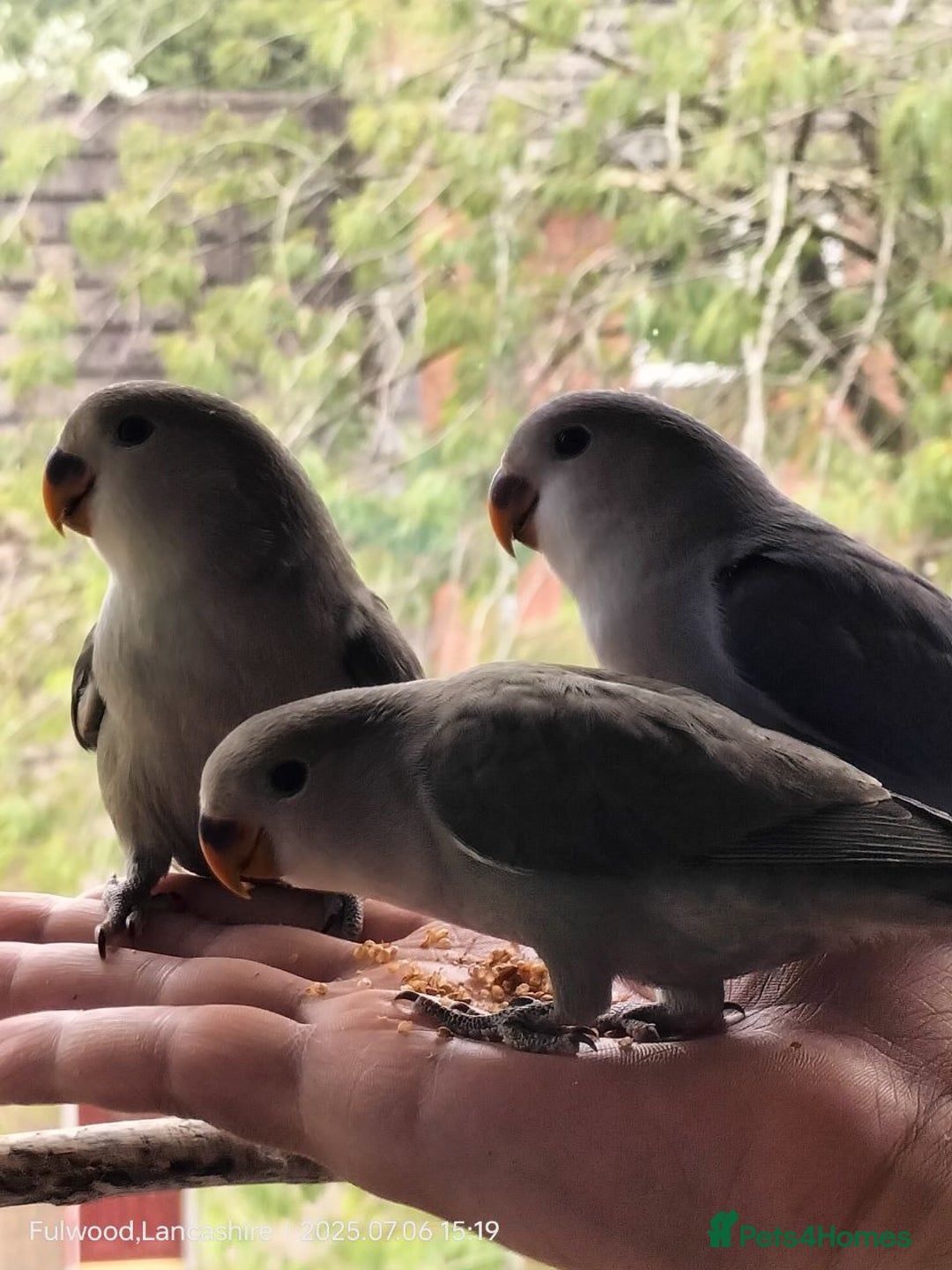 Lovebirds birds for sale: Tales of Cinder, Bobo, Soul & Enma - Image 3