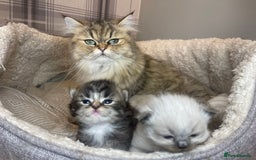 Mixed Breed cats for sale: Health Tested Perdolls - Image 22