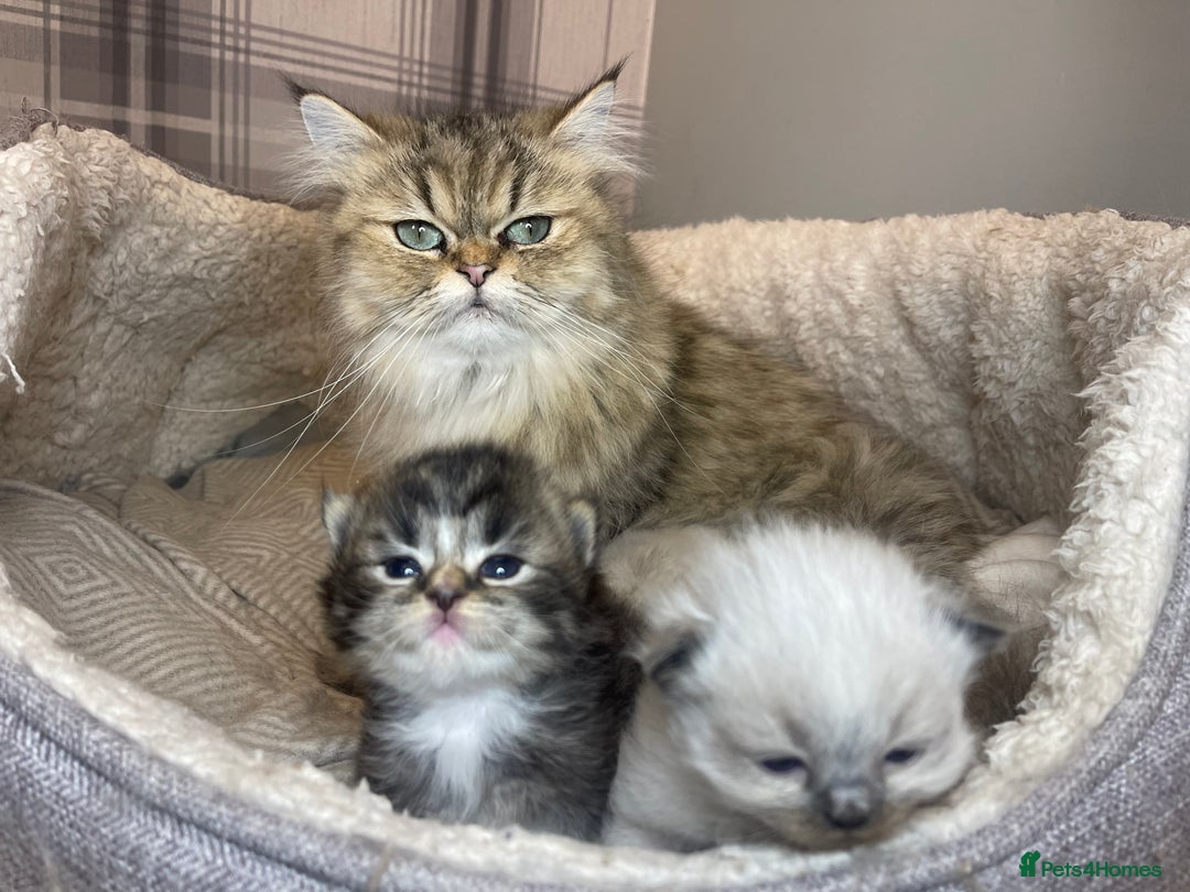 Mixed Breed cats for sale: Health Tested Perdolls - Image 22
