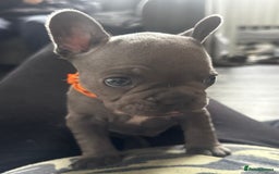 French Bulldog dogs for sale: French bulldog pups ready 27th October!  - Image 1