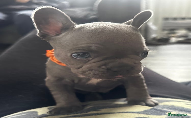 French Bulldog dogs - Advert 11