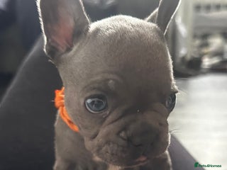 French Bulldog dogs - Advert 27