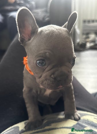 French Bulldog dogs - Advert 5