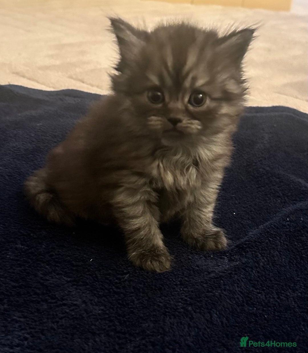 Persian cats for sale: Persian x British shorthair  - Image 5